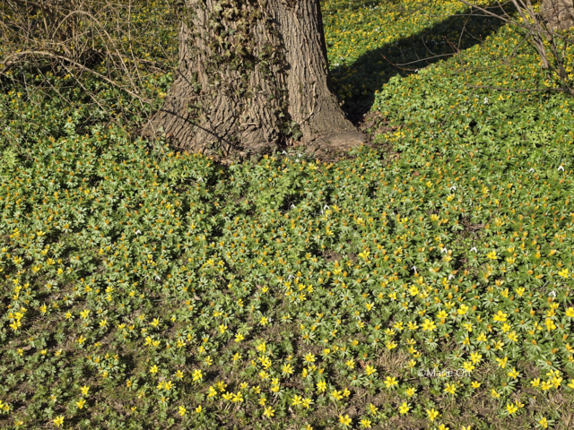 Winterlinge, Graz, Stadtpark