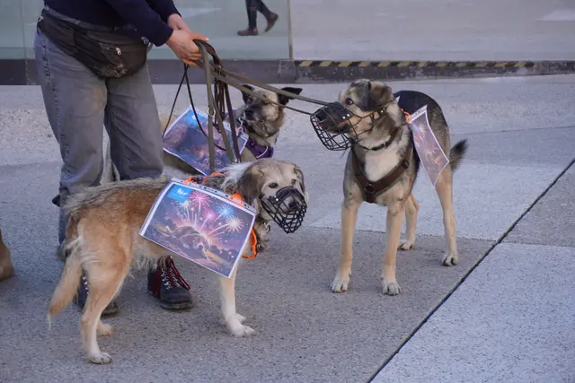Bei dieser Demonstration trugen die Hunde die Schilder an den Leinen. 