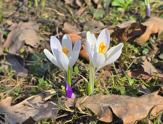 Krokus, weiß