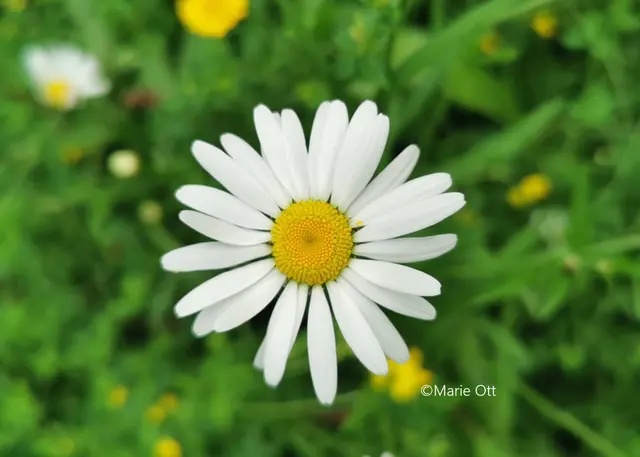 Gänseblümchen