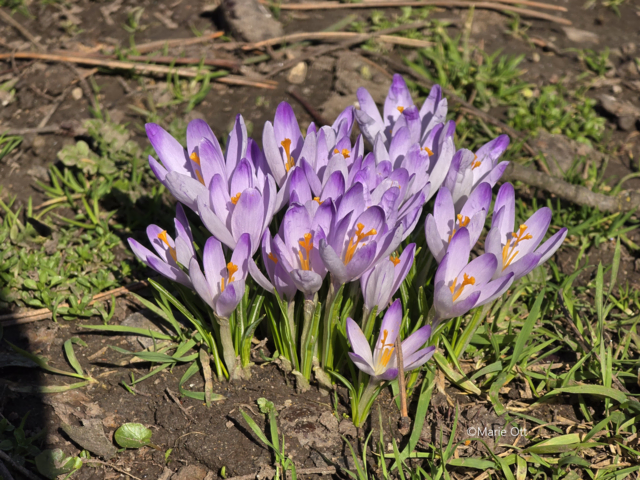 Krokus, Graz, Stadtpark