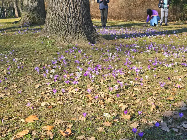 Krokuswiese, Graz