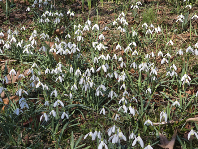 Schneeglöckchen, Graz, Stadtpark