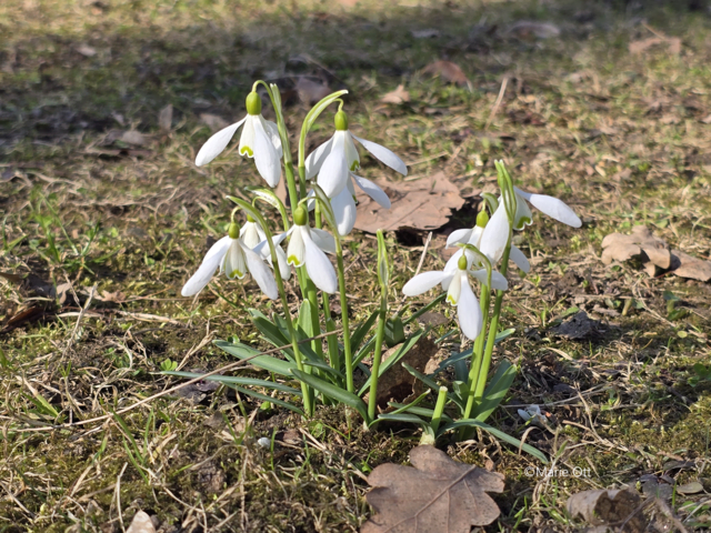 Schneeglöckchen, Graz