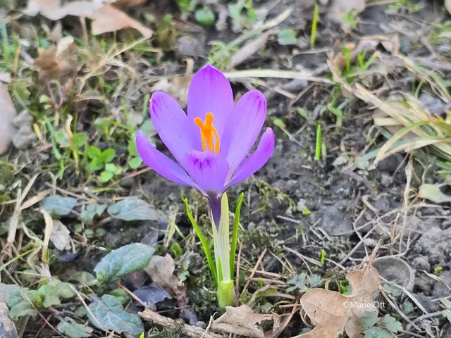 Krokus, lila