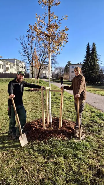 Foto: Baumpflege Matzer