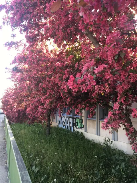 So schön blühten die Zierbäume im Frühling 2022.  | Foto: Elisabeth
