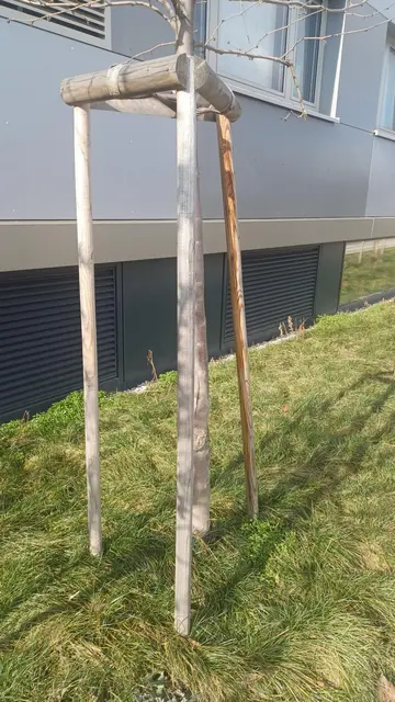 Foto: Zukunft Stadtbaum