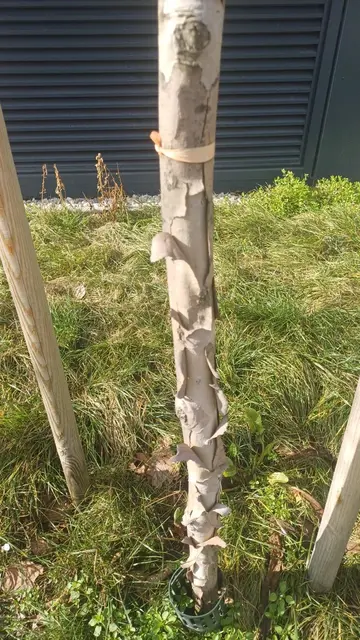 Foto: Zukunft Stadtbaum