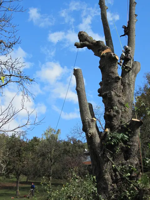 Foto: Baumpflege Matzer