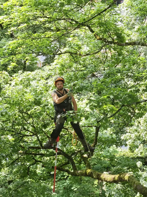 Foto: Baumpflege Matzer