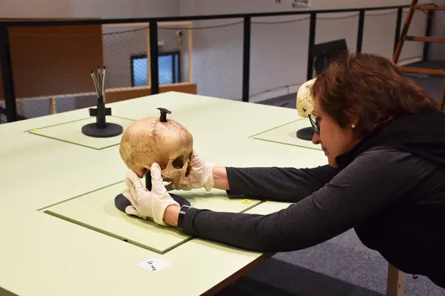 Carme Rovira Hortalà (Leitung Ausstellungen, Museu d'Arqueologia de Catalunya) beim Aufbau der Ausstellung „Die geheimnisvolle Welt der Iberer“ ab 14. März im MAMUZ Museum Mistelbach.  | Foto: Mamuz