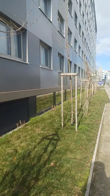 Foto: Zukunft Stadtbaum