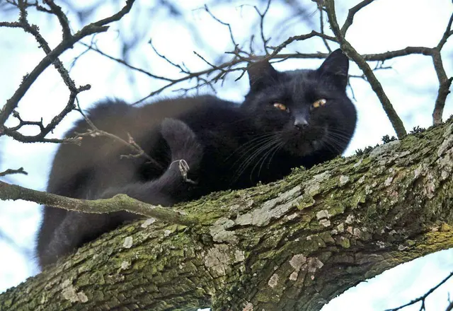 Katzen sind einer der größten Feinde der Vögel. Der Nistkasten sollte daher so angebracht werden, dass die Vierbeiner nur schwer hinkommen.  | Foto: Peter Markl