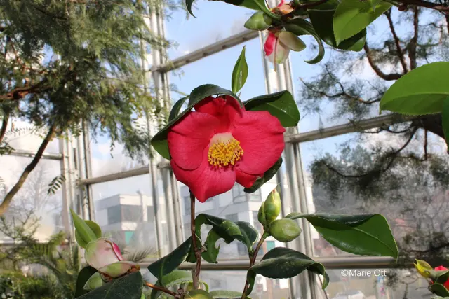Botanischer Garten, Graz,