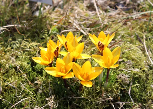 Krokus, gelb