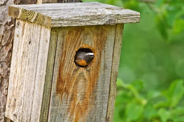Foto: birdlife