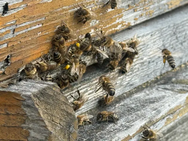 Nach dem Winterschlaf beginnt die Brutzeit für die fleißigen Insekten | Foto: Kurt Stocker