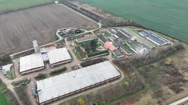 Brutale Zustände sollen in einem der größten Schweinebetriebe Österreichs im Bezirk Hollabrunn herrschen. | Foto: VGT - Verein gegen Tierfabriken