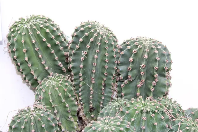 Kakteen, Botanischer Garten