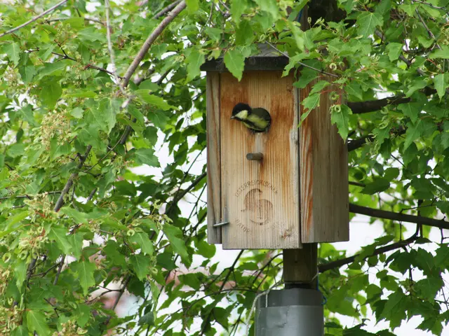 Frühlingsgefühle in der Steiermark – so wird dein Garten zur Vogelhochzeits-Location.  | Foto: Naturschutzbund/Rudolf Weimann