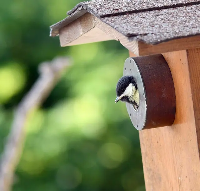 Die Größe des Einflugloches ist entscheidend dafür, welche Vogelart sich im Nistkasten "einmietet". | Foto: Gaby H.