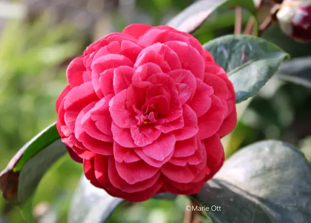 Botanischer Garten, Graz