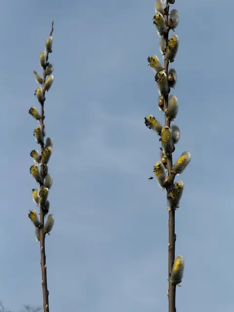 Palmkätzchen bieten die ersten Pollen nach dem Winter | Foto: Kurt Stocker
