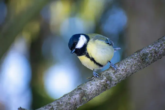 Die Kohlmeise ist eine der häufigsten Vogelarten in unseren heimischen Gärten – wer die Tiere während der Brutzeit unterstützen will, sollte einen entsprechenden Nistkasten in seinem Garten anbringen. | Foto: Konstantin Nezhbert / Unsplash