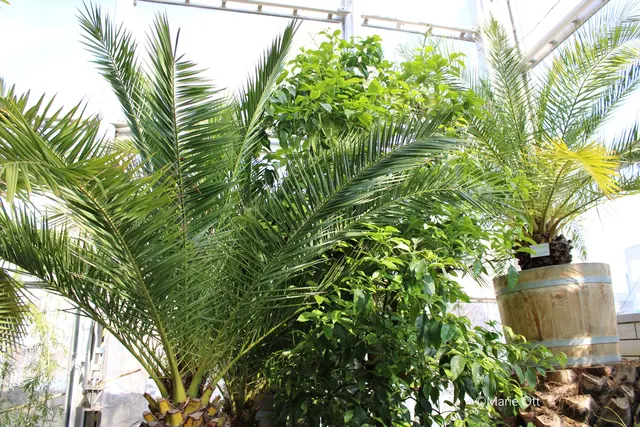 Palmen, Botanischer Garten, Graz
