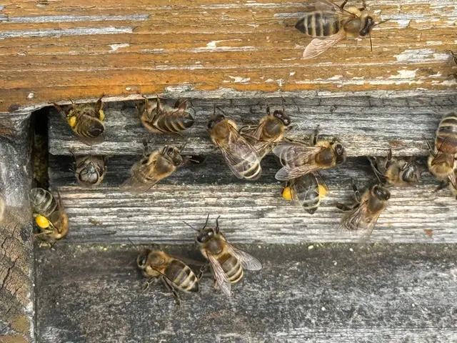 Alle Bienen-Interessierten können am 13. März ist Gasthaus "Zum Schreiber" kommen | Foto: Kurt Stocker