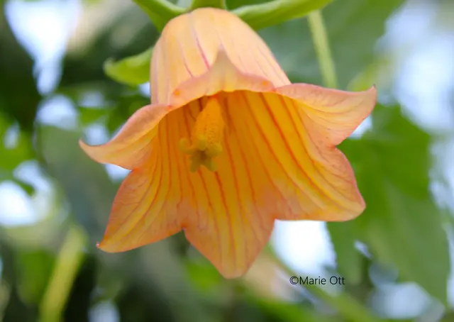 Botanischer Garten Graz