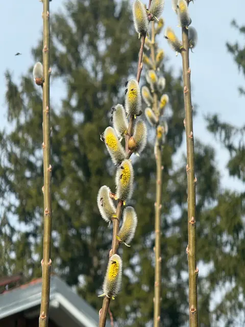 Palmkatzerl sind eine wichtige Eiweißquelle für unsere Bienen | Foto: Kurt Stocker