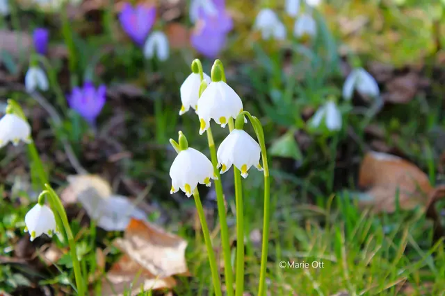 Frühlingsknotenblume, Naturschutz
