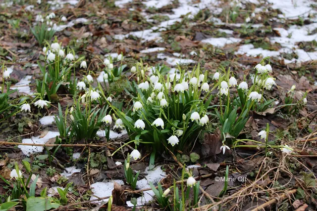 Frühlingsknotenblume, weiß