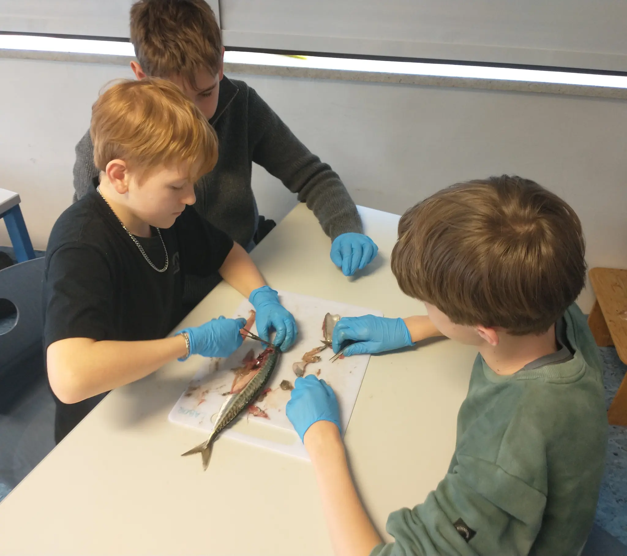 Biology lesson in the Schubertviertel: Why dissecting fish strengthens ...