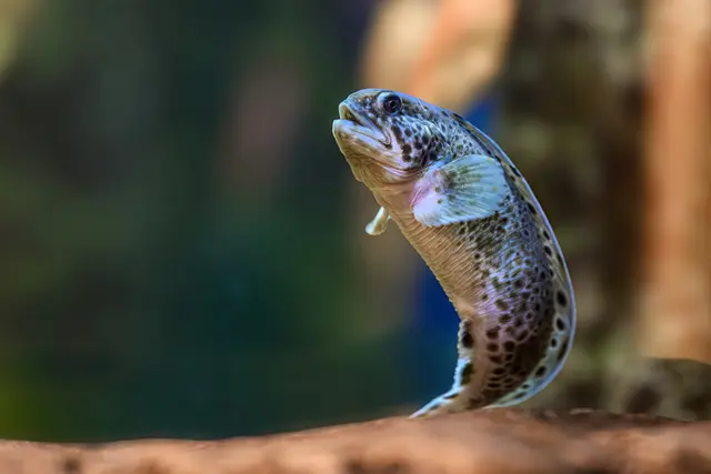 Gemeinsam mit jungen Gefleckten Seewölfen und einem Schwarm Schnepfenfische bilden sie eine „Tiefsee-WG“ | Foto: Haus des Meeres