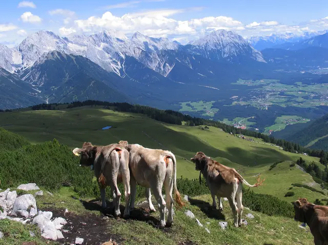 Leni vom Bichlhof:  Die besonderen Bedingungen der Landwirtschaft im steilen Gelände. Themen waren unter anderem Milchproduktion, Almwirtschaft und Heuwirtschaft. (Archivbild) | Foto: Heinze