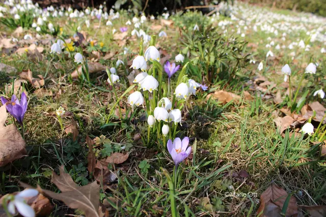 Krokus