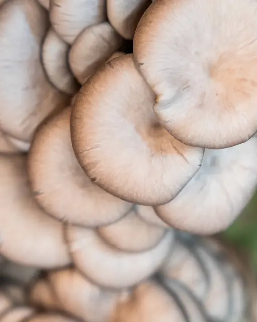 Austernseitling: Mild, zart, mit dezent süßlicher oder anisartiger Note. | Foto: Pompilz