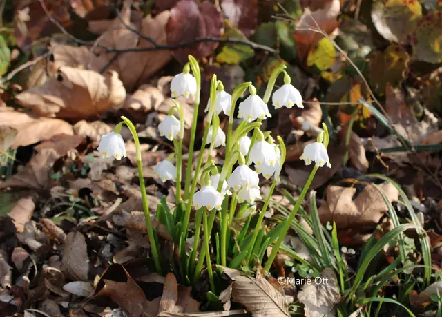 Frühlingsknotenblume, gefährdete Pflanze