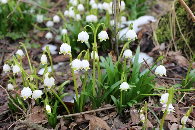 Frühlingsknotenblume, Rote Liste