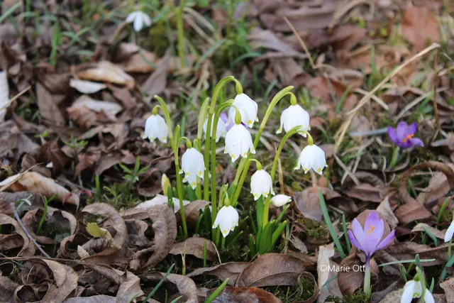 Frühlingsknotenblume, Frühblüher