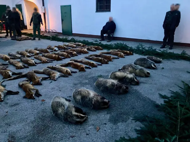 "Manchmal legen wir die Tiere auf einer Wiese aus, diesmal im Innenhof eines Gasthauses", erklärt Bezirksjägermeister Johann Priemaier. Nichts daran sei herabwürdigend. | Foto: VGT.at