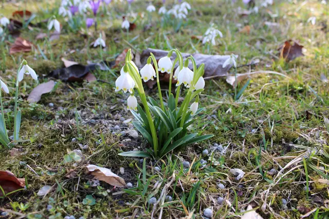 Frühlingsknotenblume, Naturschutz