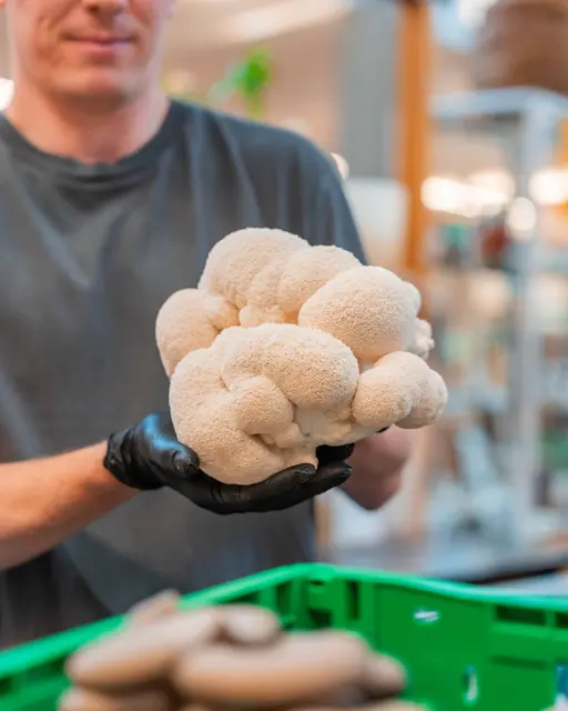 Der berühmte und schmackhafte Igelstachelbart-Pilz. | Foto: Pompilz