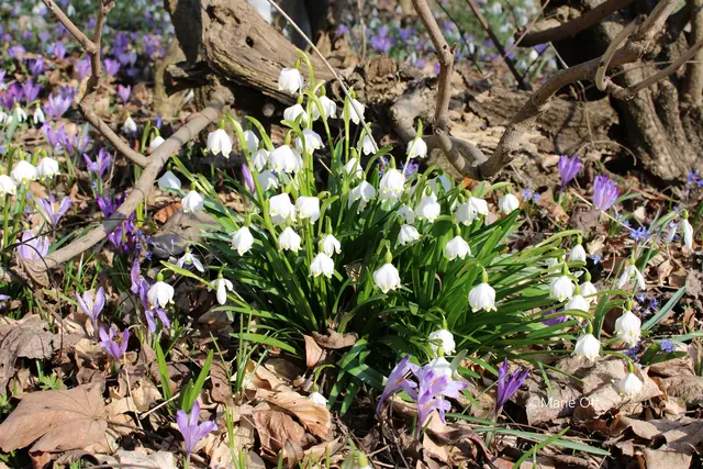 Naturschutz, Blume