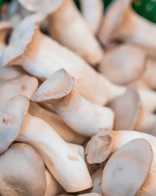 Kräuterseitling: auch bekannt als „King Oyster Mushroom“, zählt heute zu den bedeutendsten Kulturpilzen weltweit.  | Foto: Pompilz