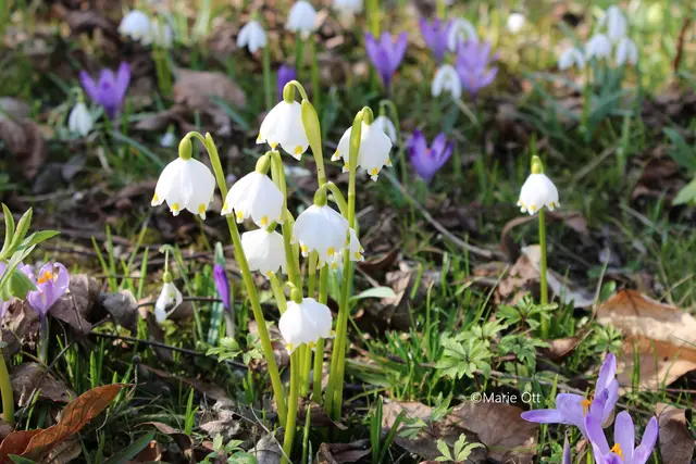 Gefährdete Arten, Naturschutz, Blume