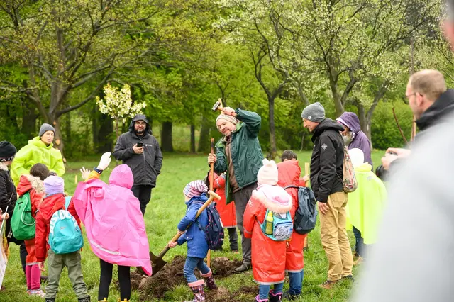 Mehrmals im Jahr kommt die Schulkasse der VS Zennerstraße auf die Steinhofgründe und kümmert sich um ihre drei Zwetschkenbäume, damit sie gut wachsen und bald Früchte tragen. | Foto: Obststadt-WIEN  